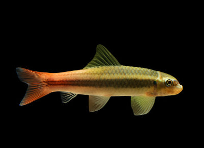 Burmese Red Tail Garra