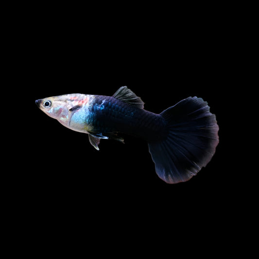 Black Guppy (Male)