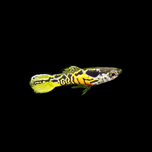 Tiger Endler Male